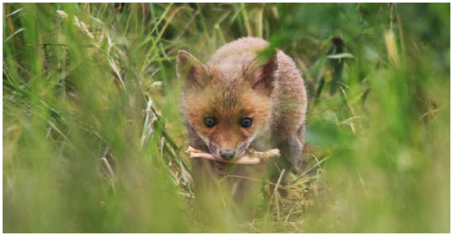 renard biodiversité
